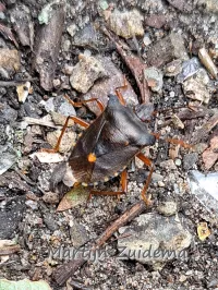 Roodpootschildwants [Pentatoma rufipes]